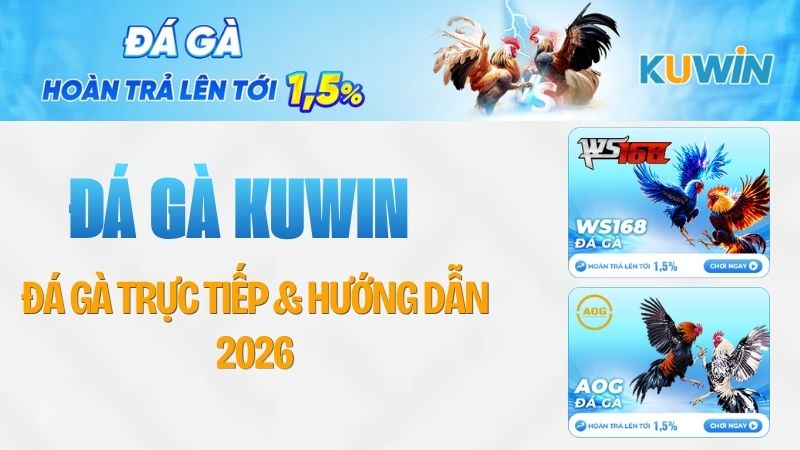 Đá Gà KUWIN – Đá Gà Trực Tiếp & Hướng Dẫn 2026