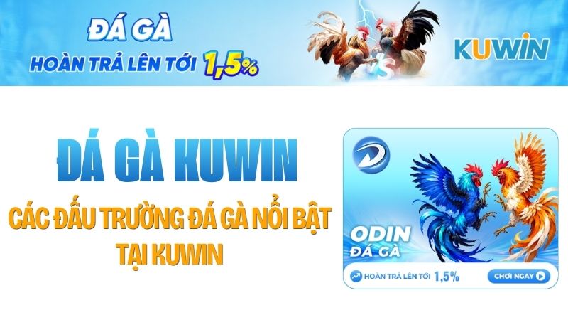 Các đấu trường đá gà nổi bật tại KUWIN